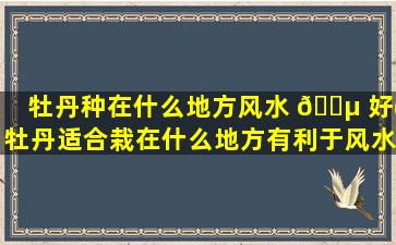 牡丹种在什么地方风水 🐵 好(牡丹适合栽在什么地方有利于风水)